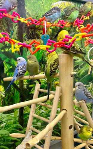 Photo of the Day: Parakeet Plaza